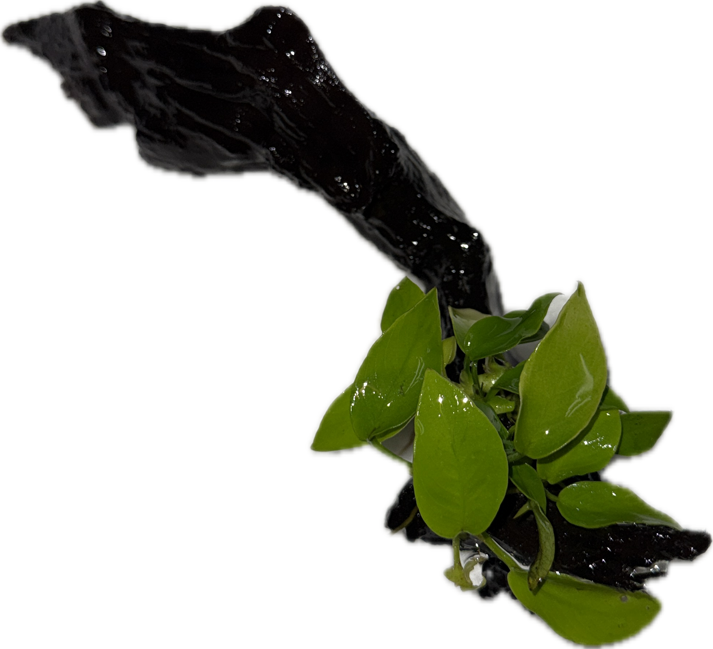 Anubias Sp Plant on Wood