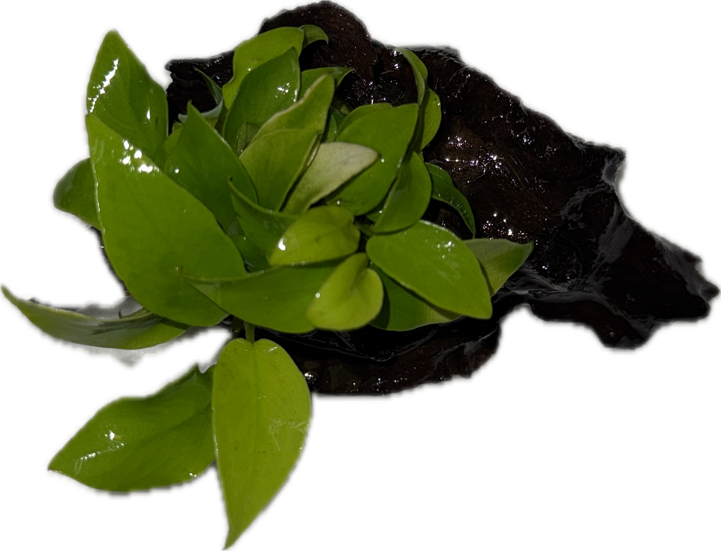 Anubias Sp Plant on Wood