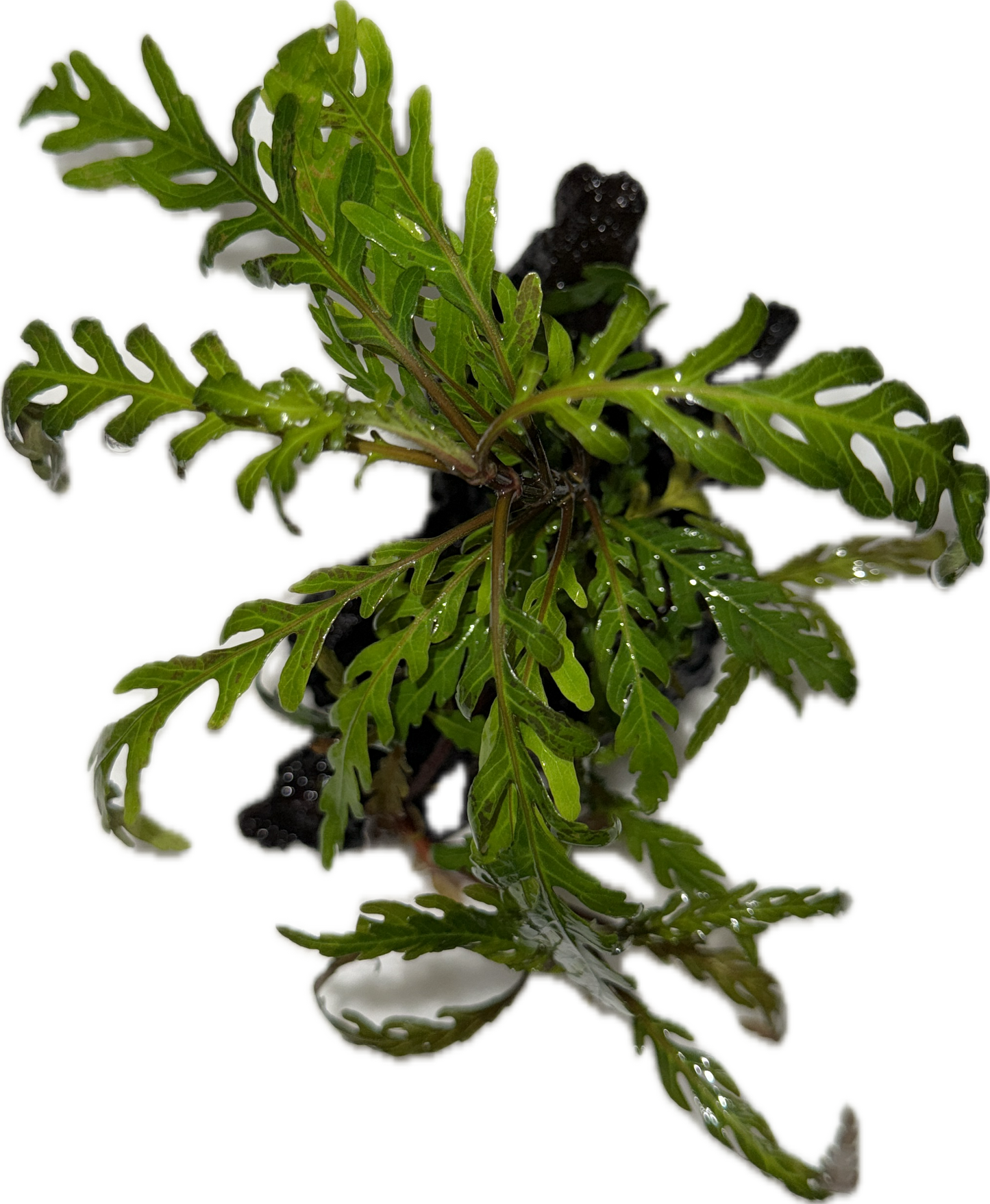 Hygrophila pinnatifida Plant on Drift Wood