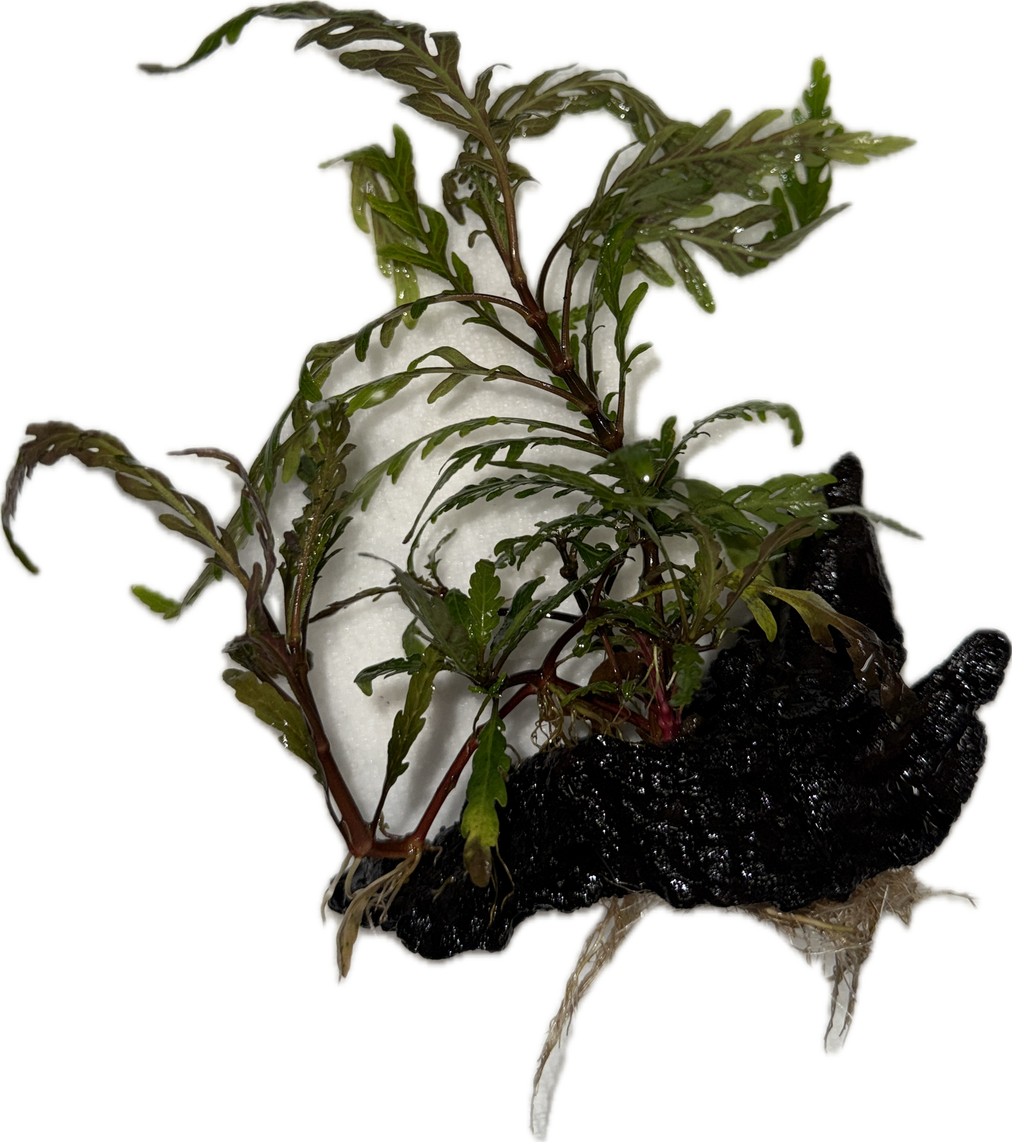 Hygrophila pinnatifida Plant on Drift Wood