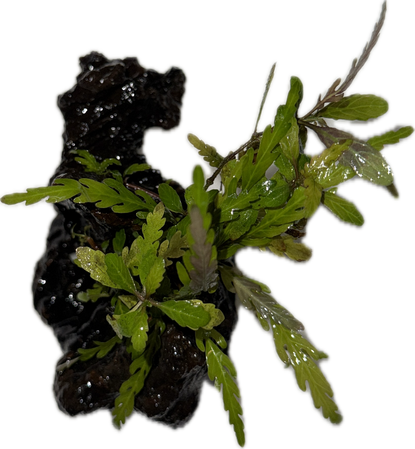 Hygrophila pinnatifida Plant on Drift Wood