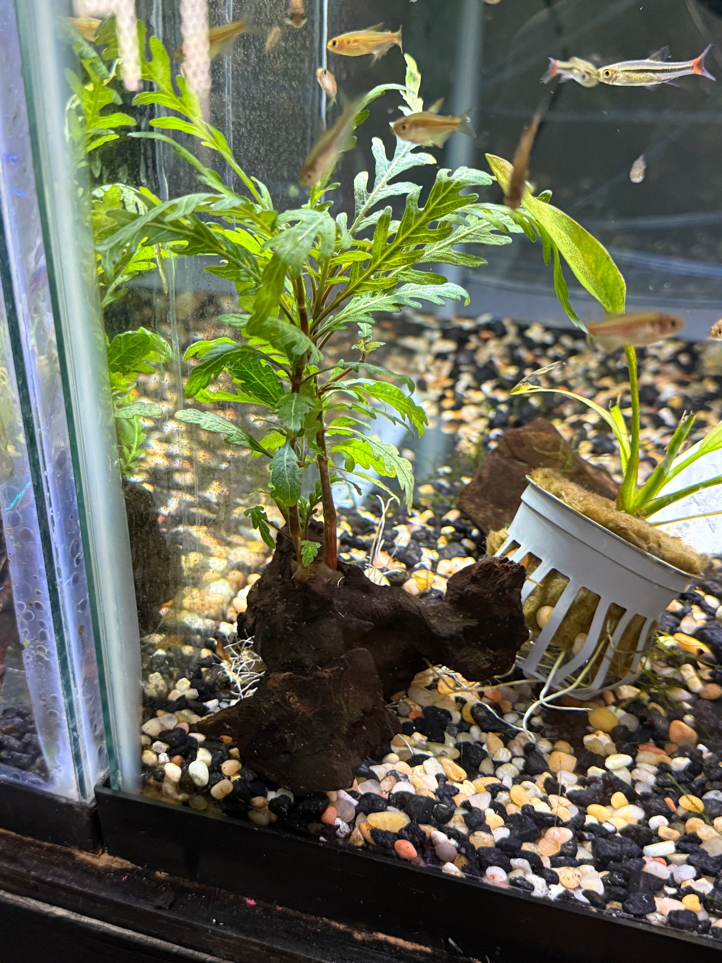 Hygrophila pinnatifida Plant on Drift Wood