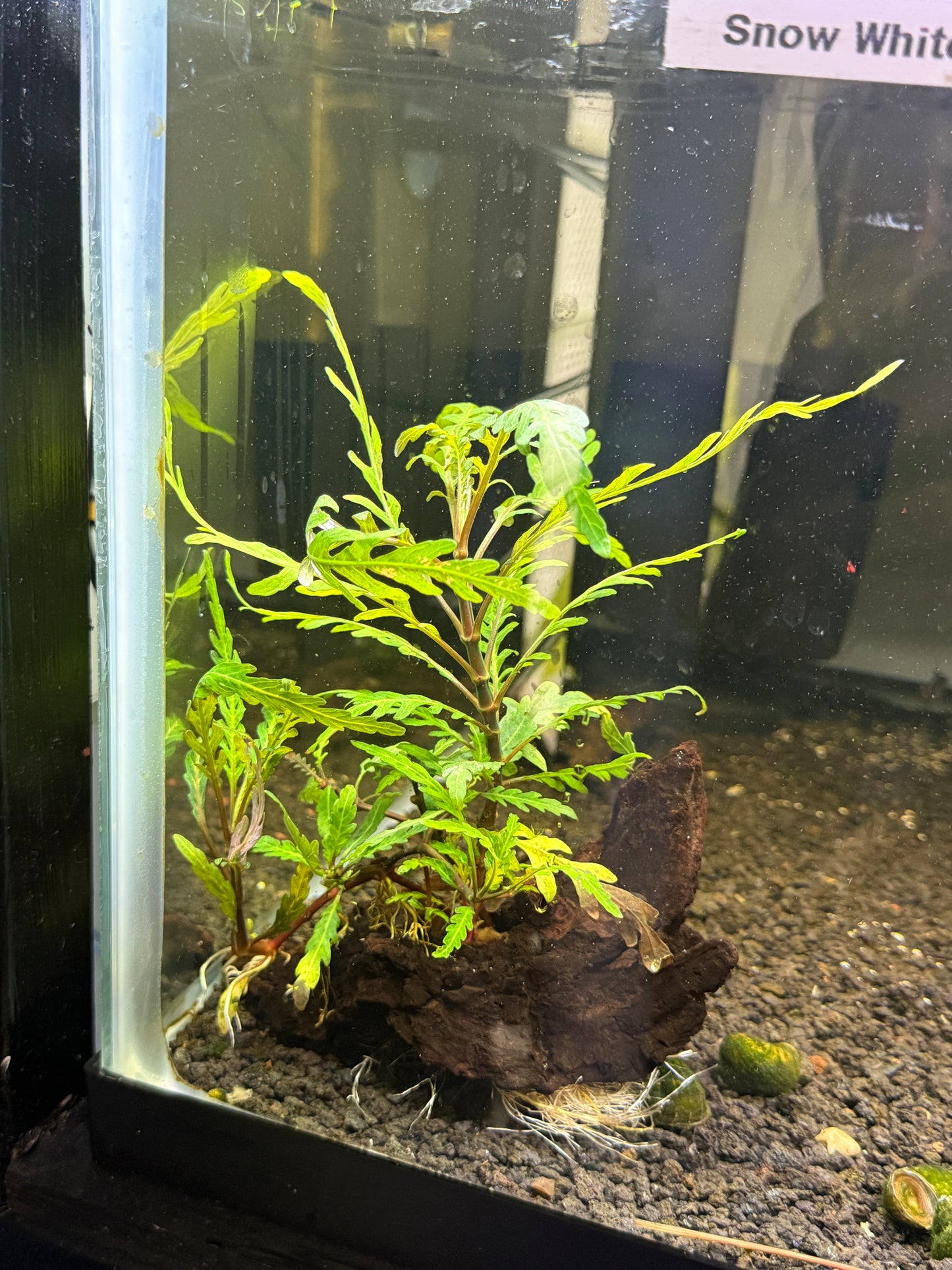 Hygrophila pinnatifida Plant on Drift Wood