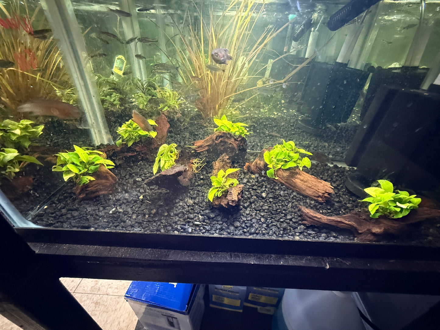 Anubias Sp Plant on Wood