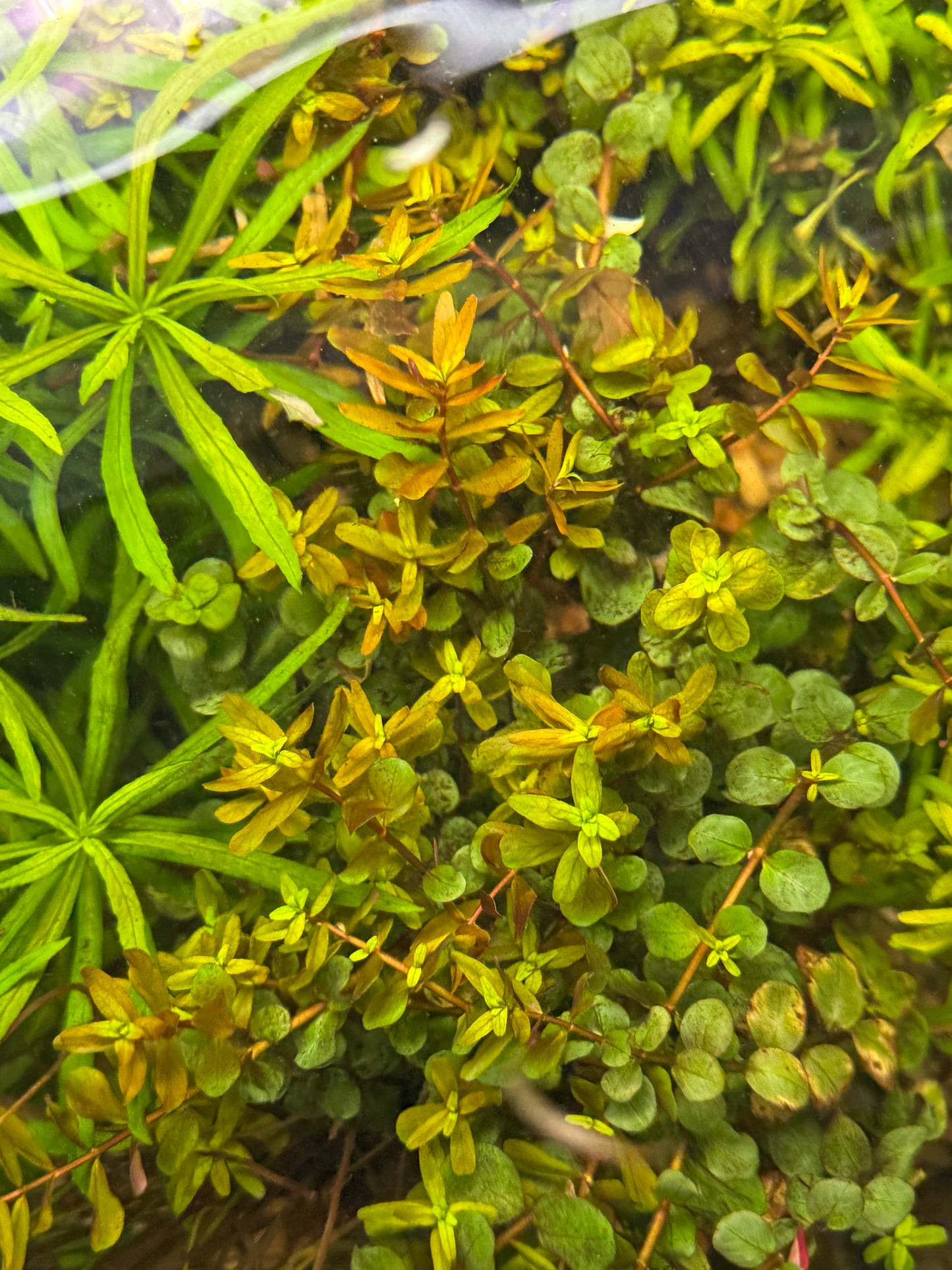 Rotala Blood Red / Rotala rotundifolia 'Blood Red' Plant
