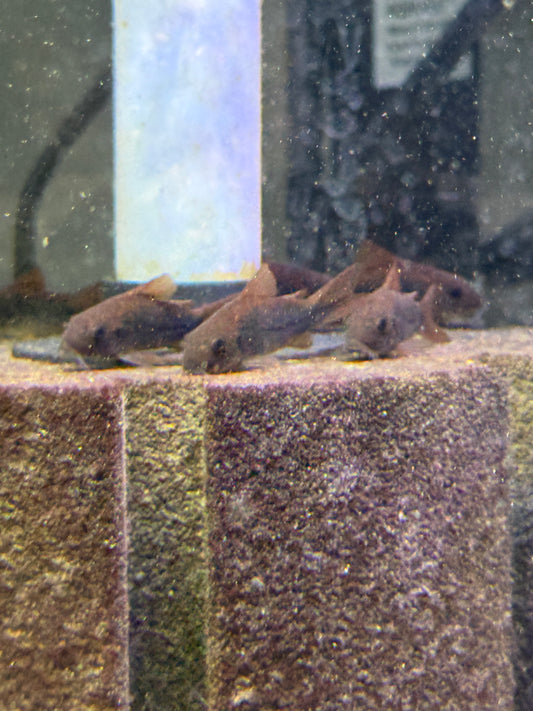 Black Schultzei Cory (Osteogaster schultzei “black”)