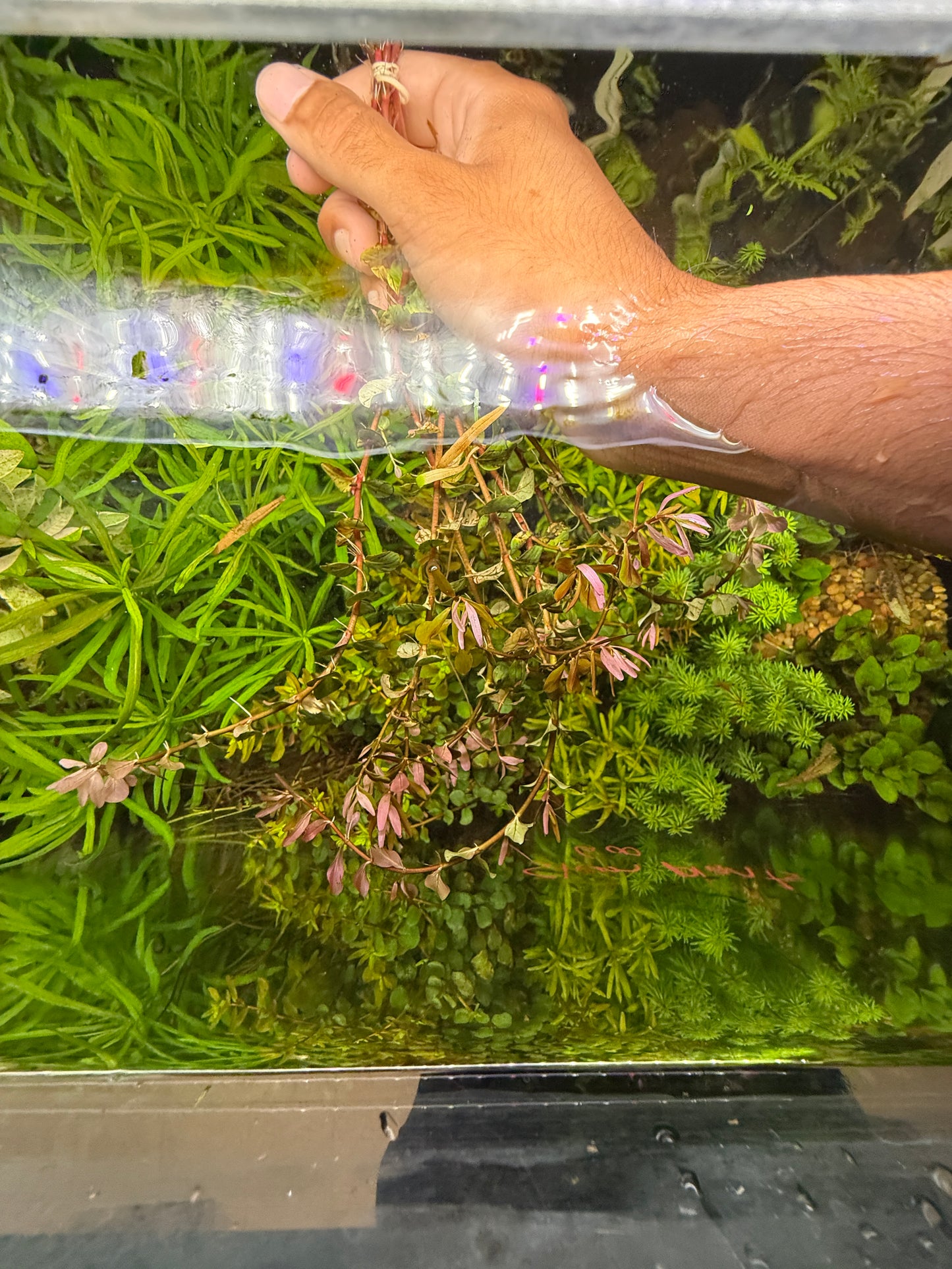 Rotala Blood Red / Rotala rotundifolia 'Blood Red' Plant