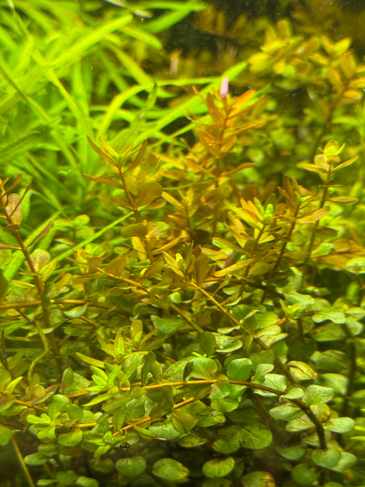 Rotala Blood Red / Rotala rotundifolia 'Blood Red' Plant