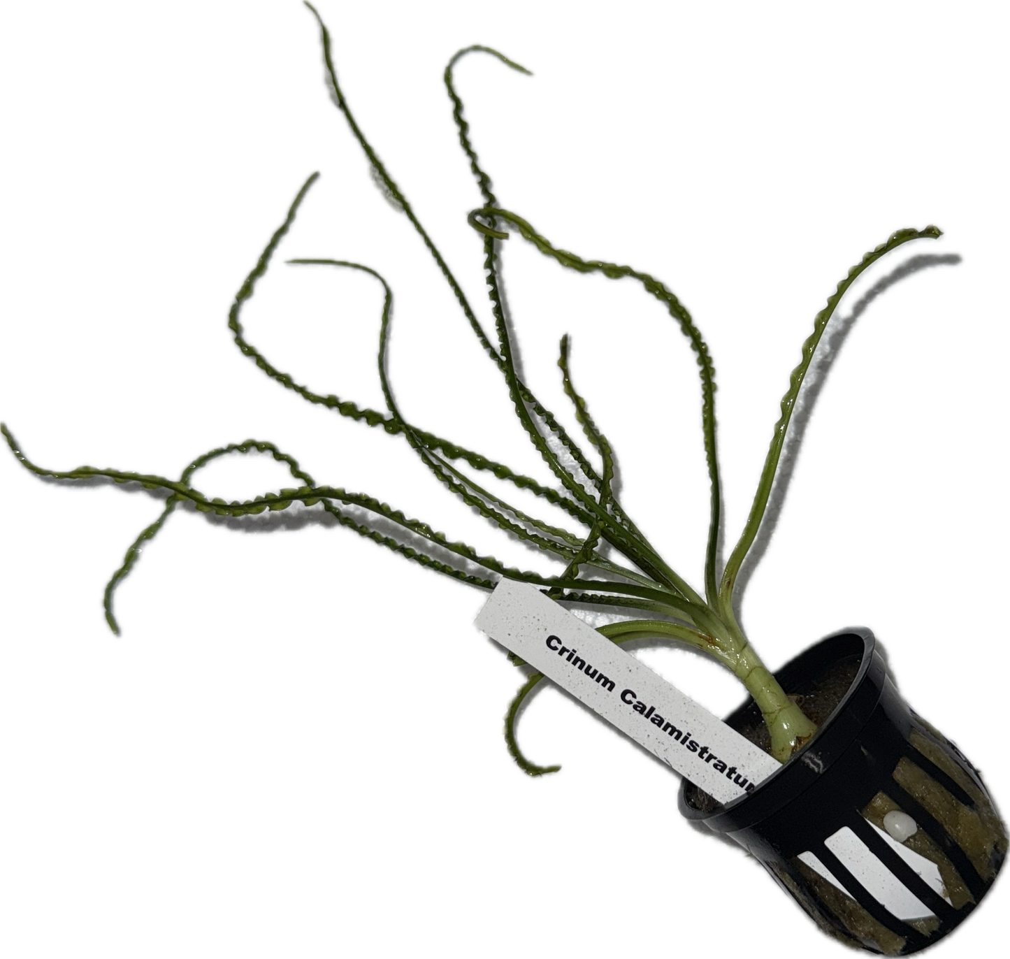 Crinum calamistratum Plant