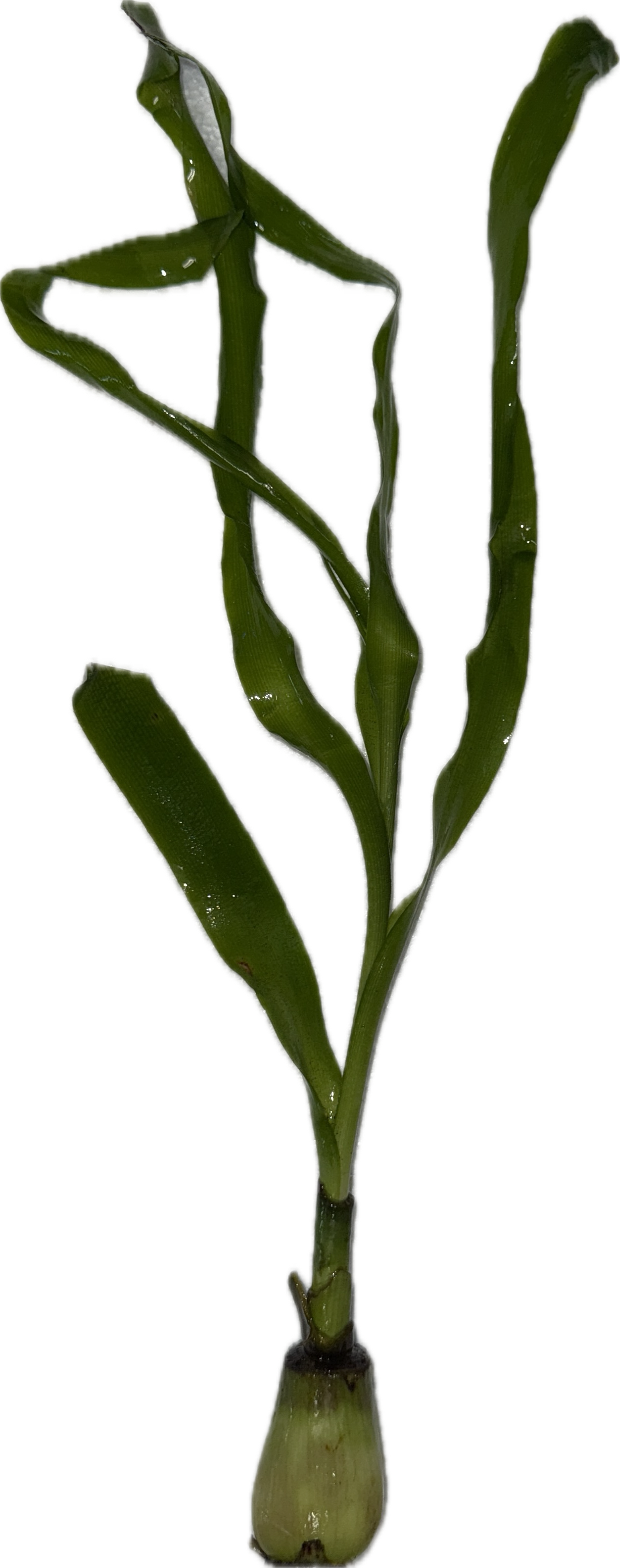 Crinum Thaianum Plant