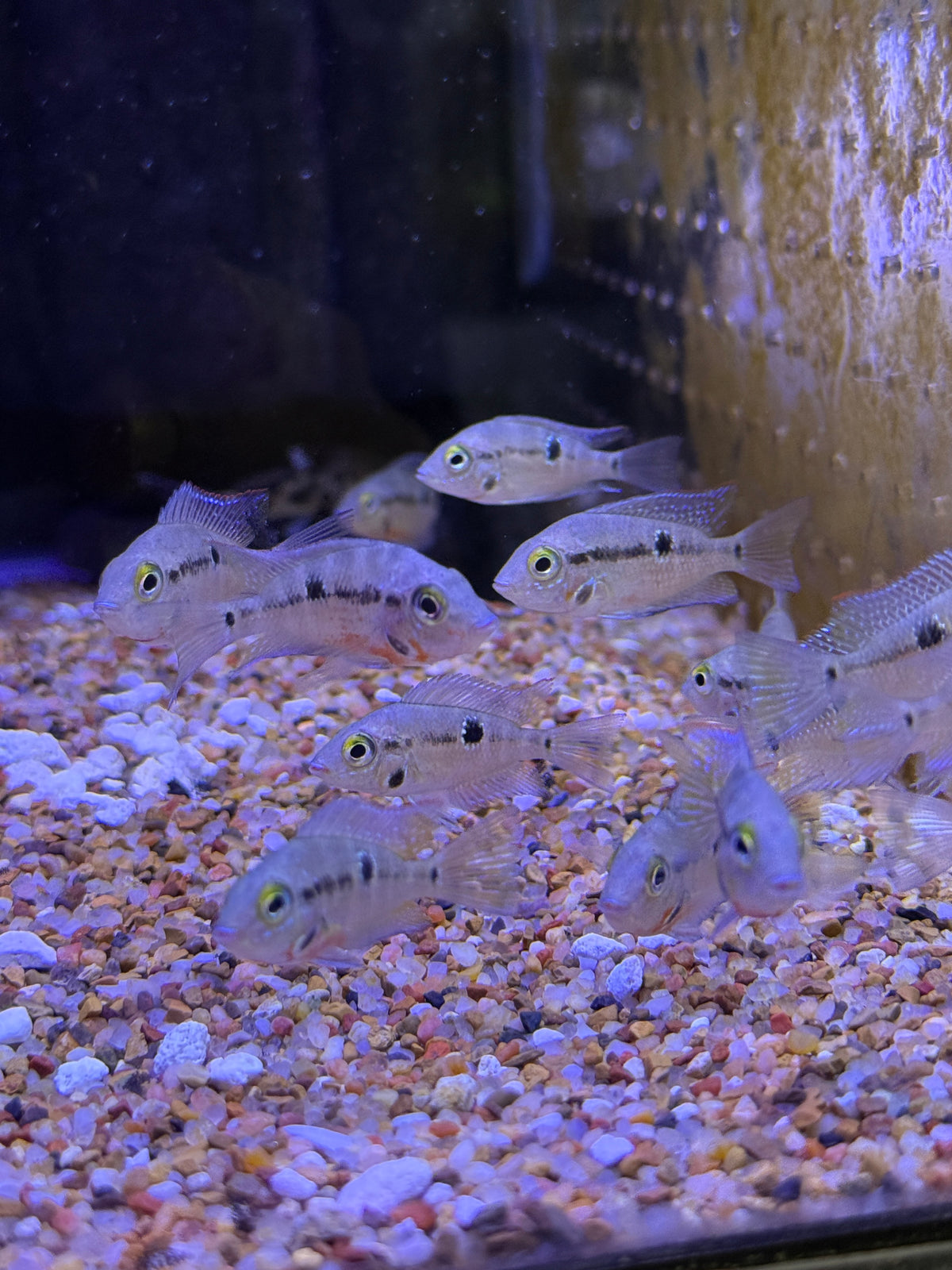 Fire Mouth (Thorichtys Meeki)