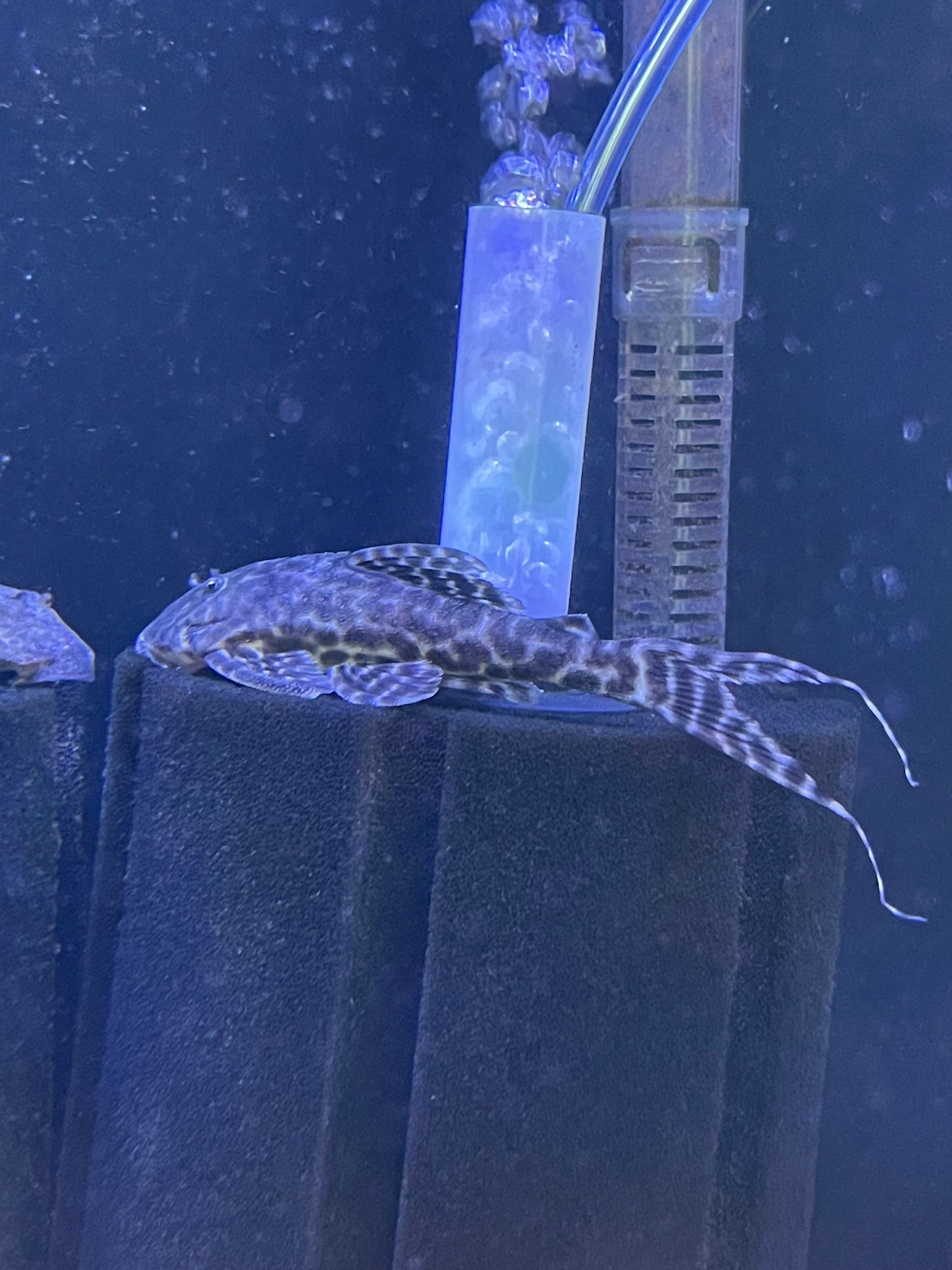 Pleco L351 Sacha Mama