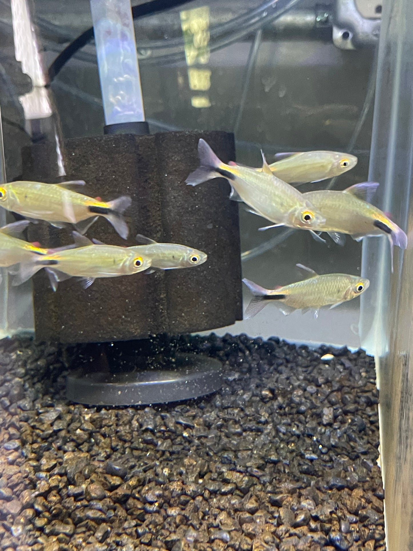 Alestes Tetra Bryconalestes longipinnis