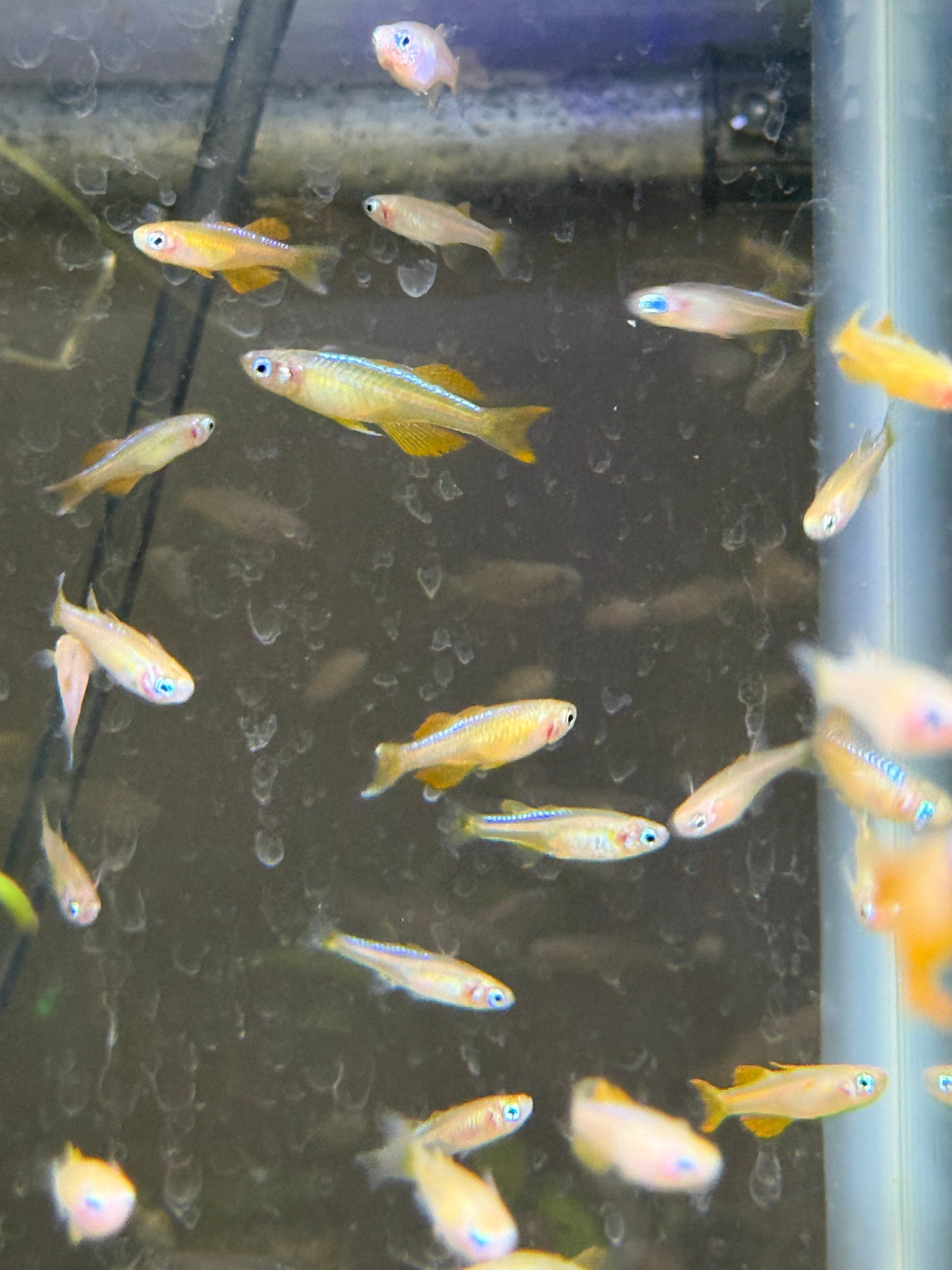 Red Neon Blue Eye Rainbowfish (Pseudomugil luminatus), Tank-Bred
