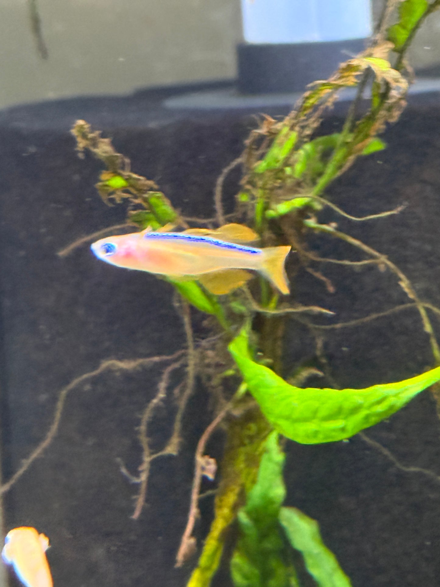 Red Neon Blue Eye Rainbowfish (Pseudomugil luminatus), Tank-Bred