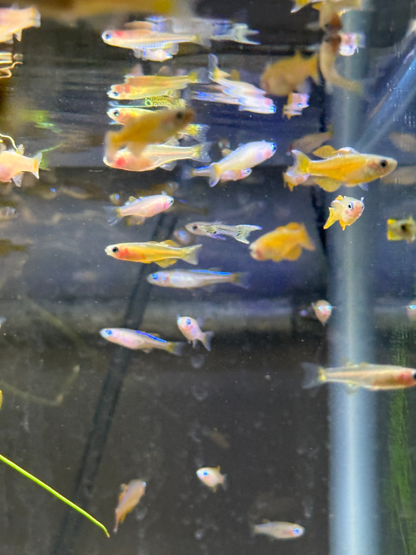 Red Neon Blue Eye Rainbowfish (Pseudomugil luminatus), Tank-Bred