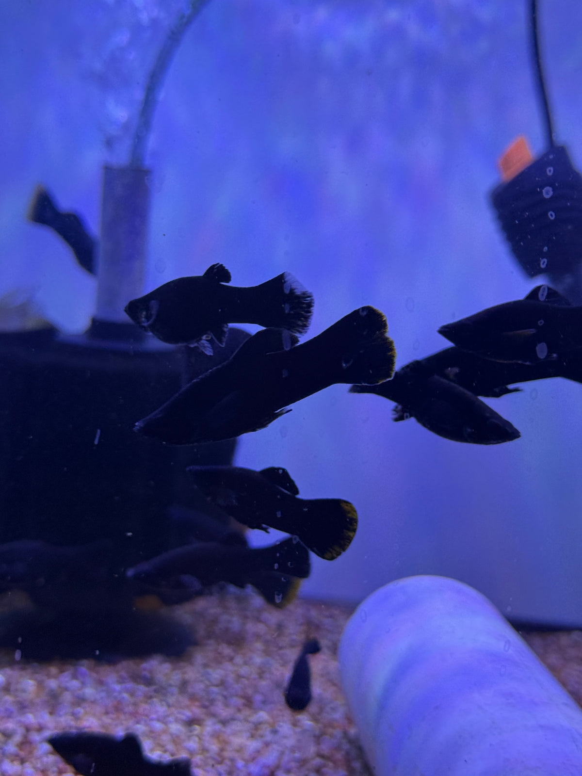 Black Yucatan Molly (Poecilia sphenops