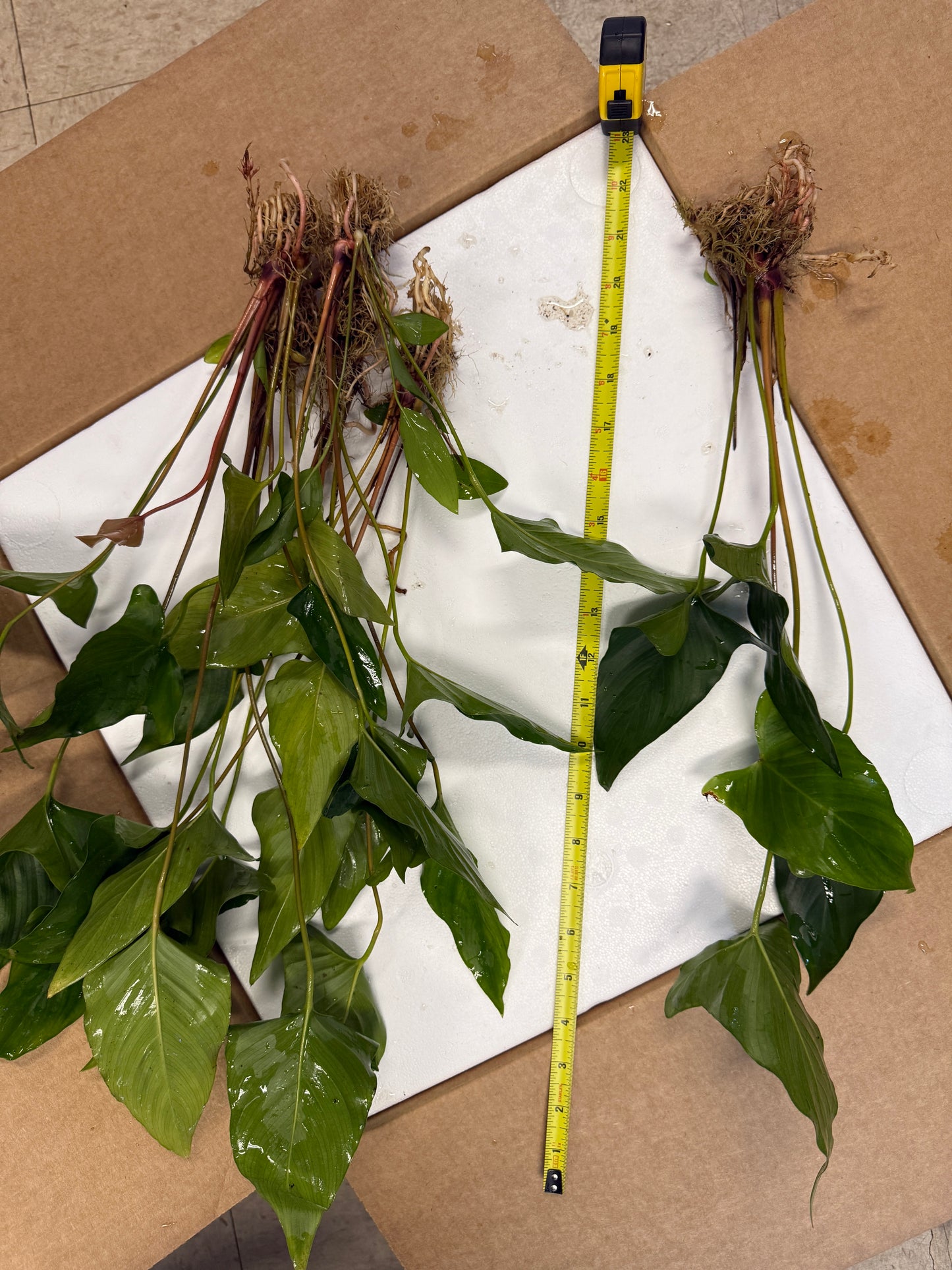 Anubias Hasifolia Plant