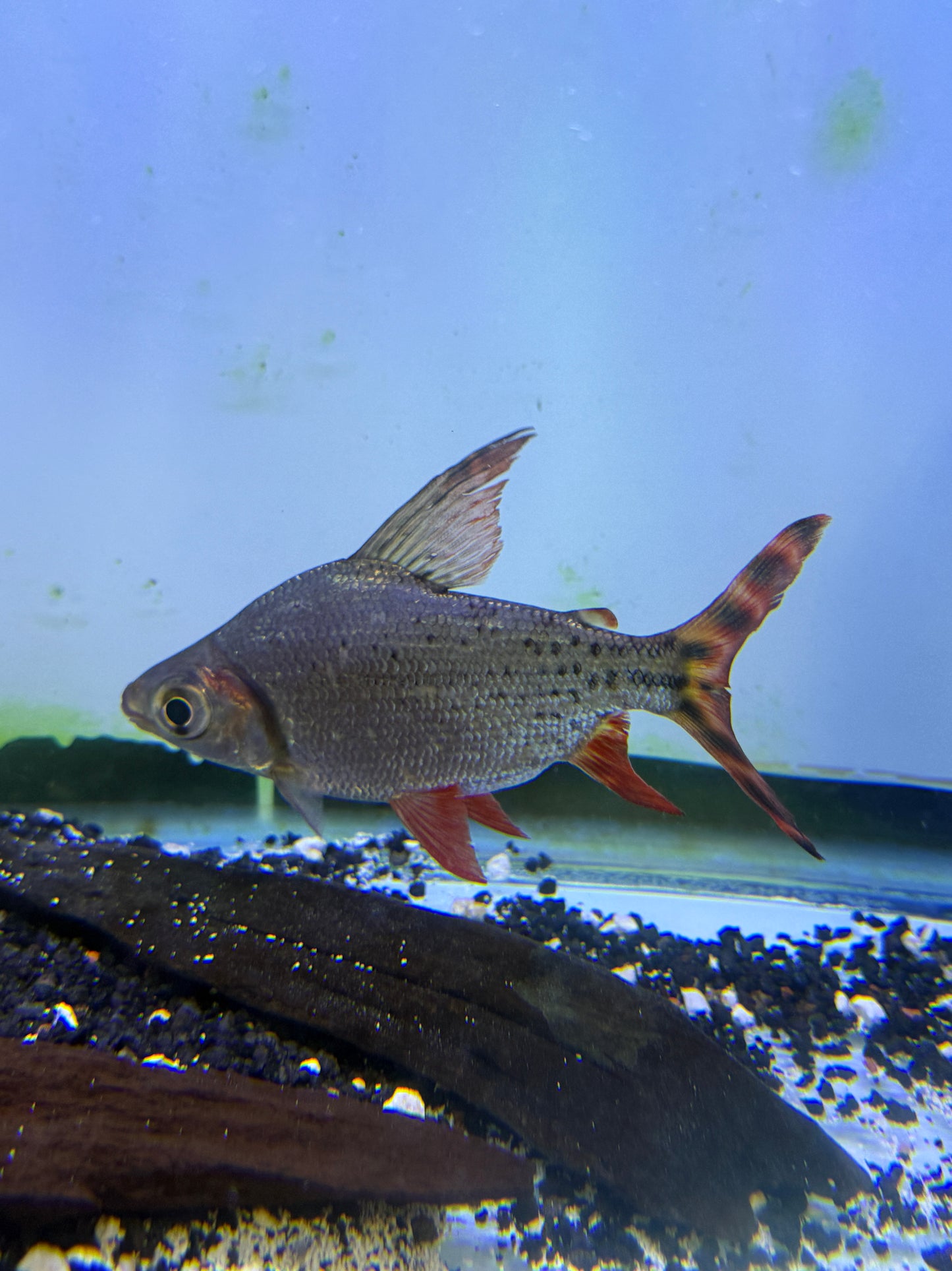 Flag Tail