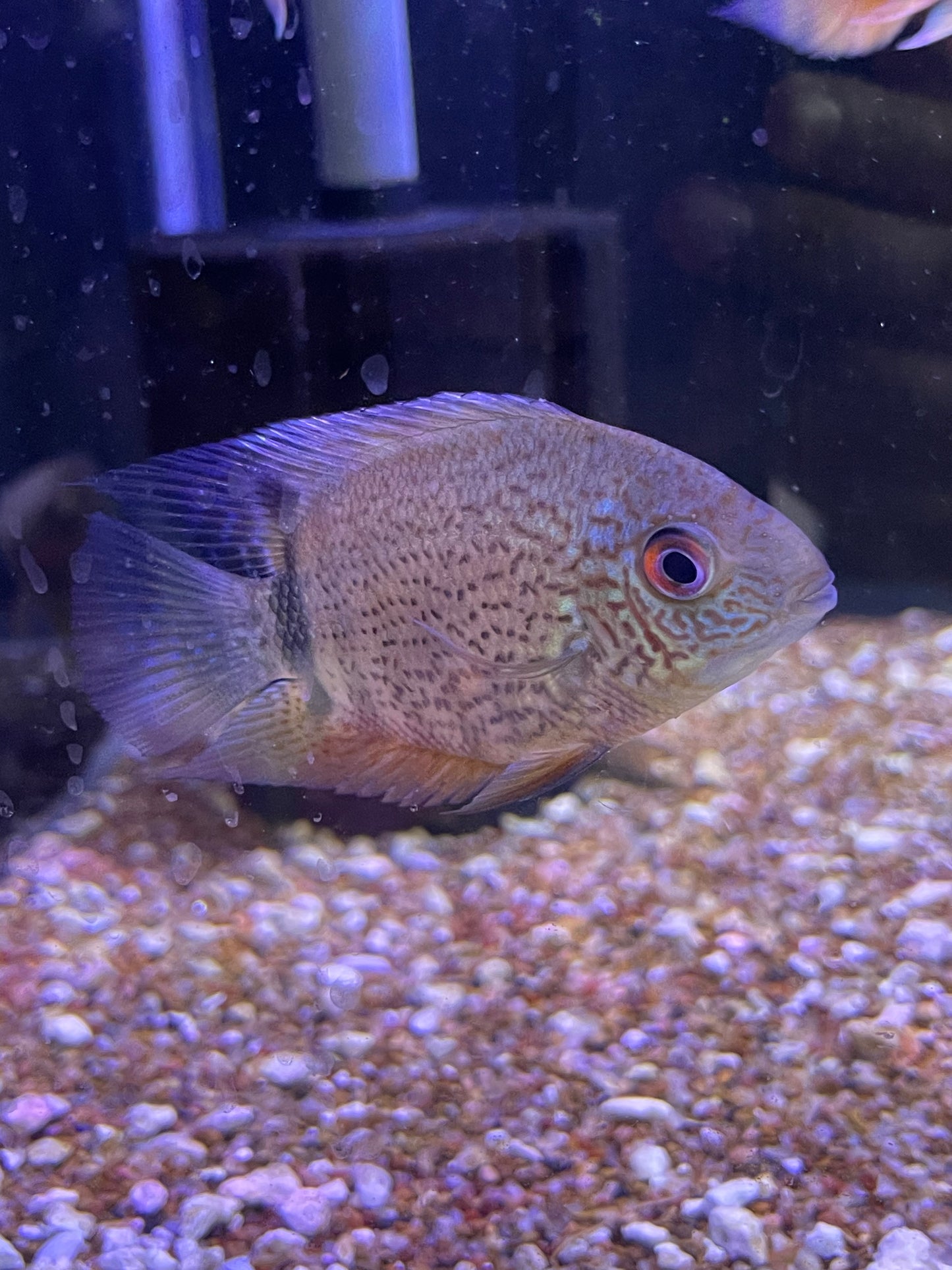 Green Severum