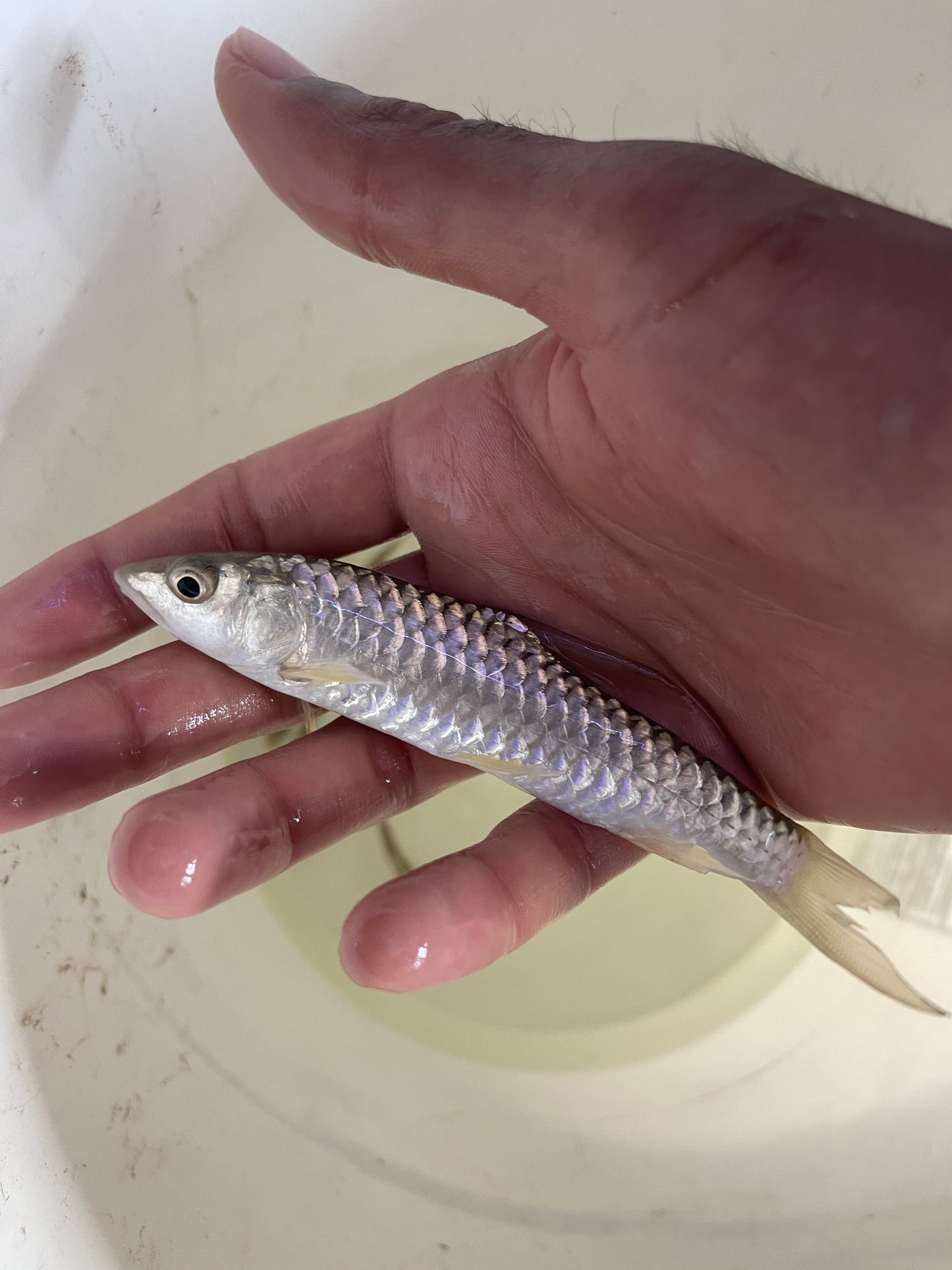 Golden mahseer Tor putitora