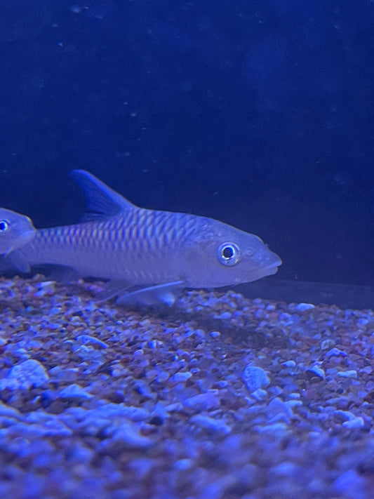 Golden mahseer Tor putitora