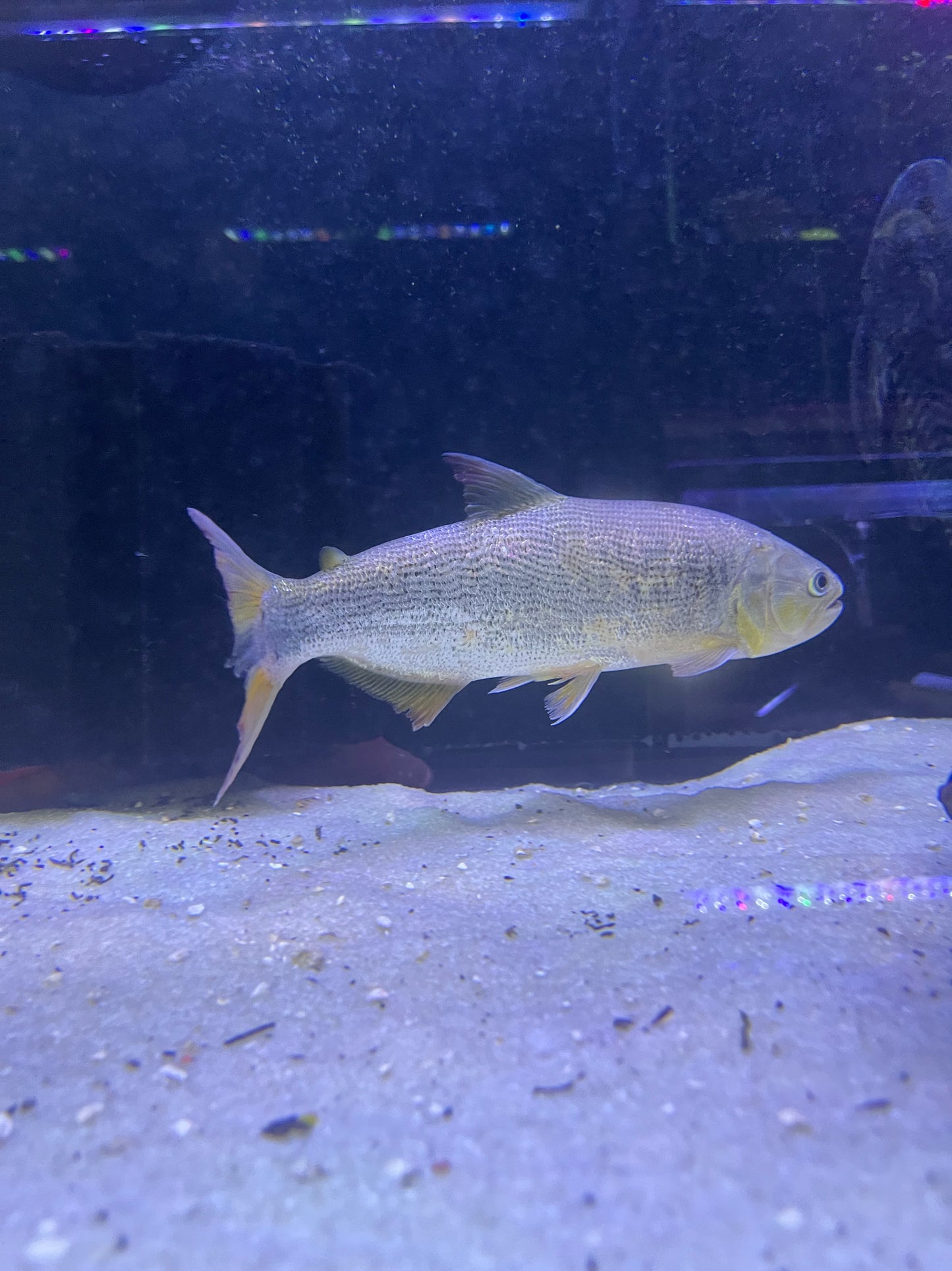Golden Dorado (Salminus Franciscanus