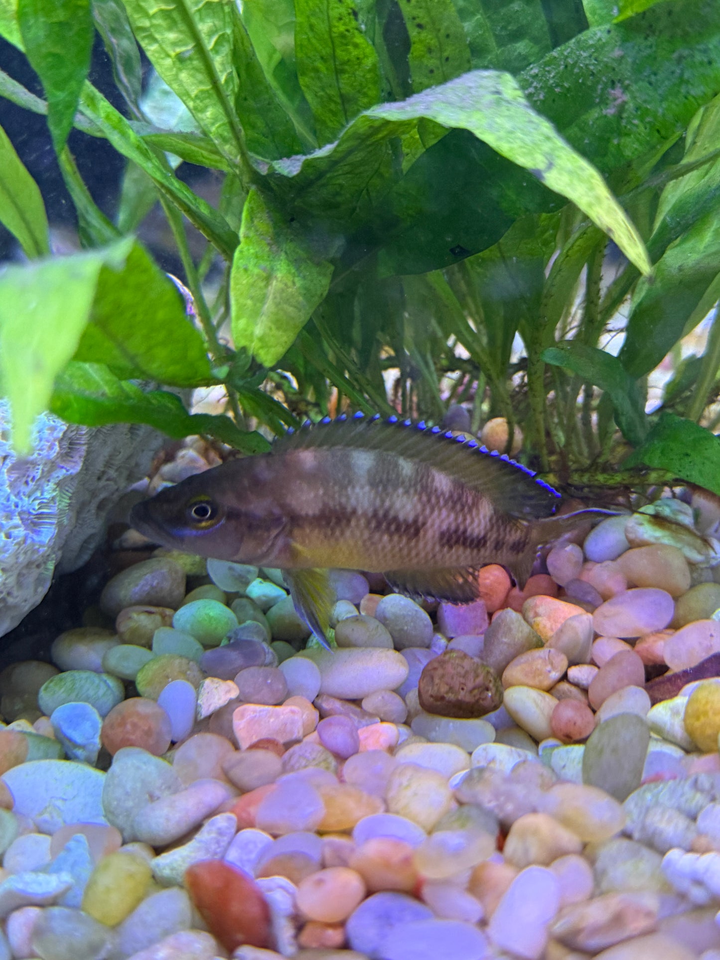 Neolamprologus buescheri