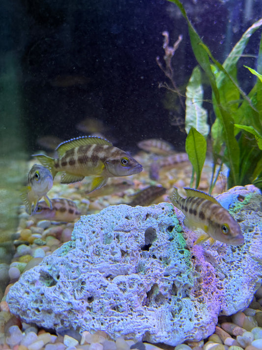 Neolamprologus buescheri