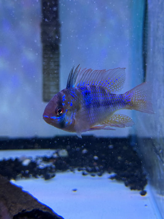 German Blue Ram (Mikrogeophagus Ramirezi)