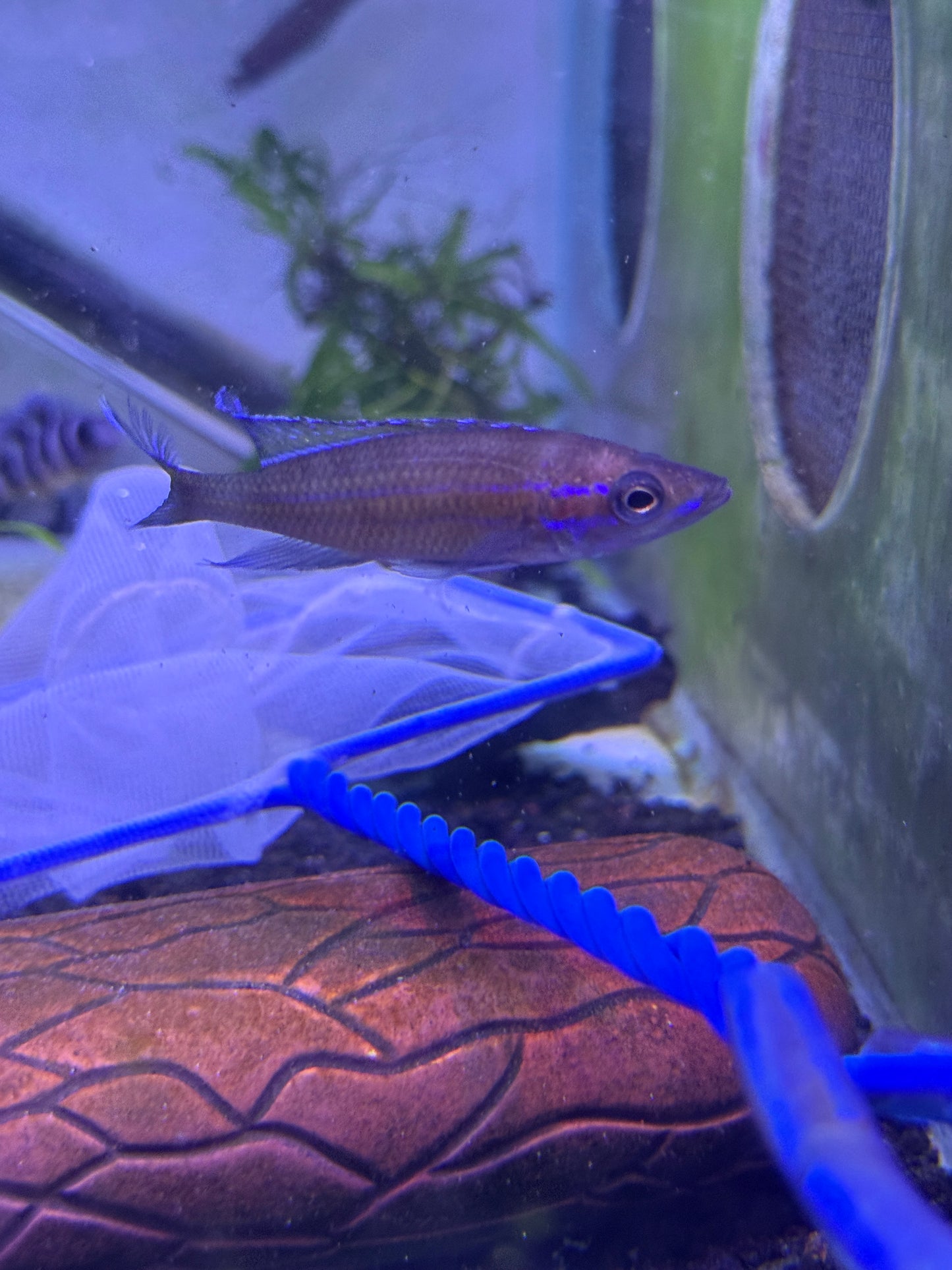 Blue Neon Cichlid
Paracyprichromis nigripinnis