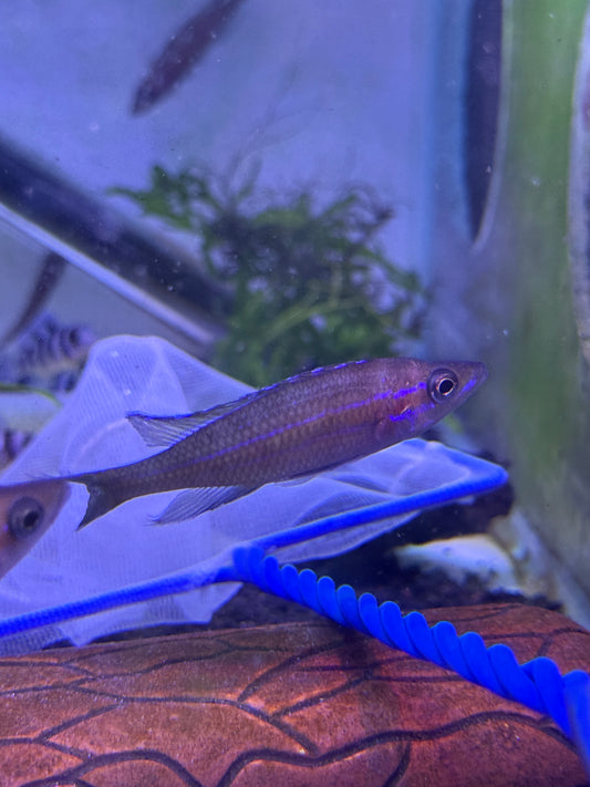 Blue Neon Cichlid
Paracyprichromis nigripinnis