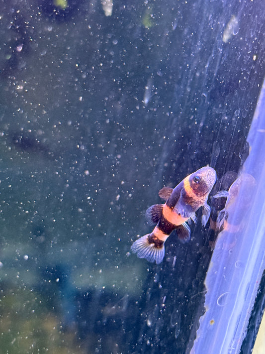 Brachygobius doriae (Bumblebee Goby)