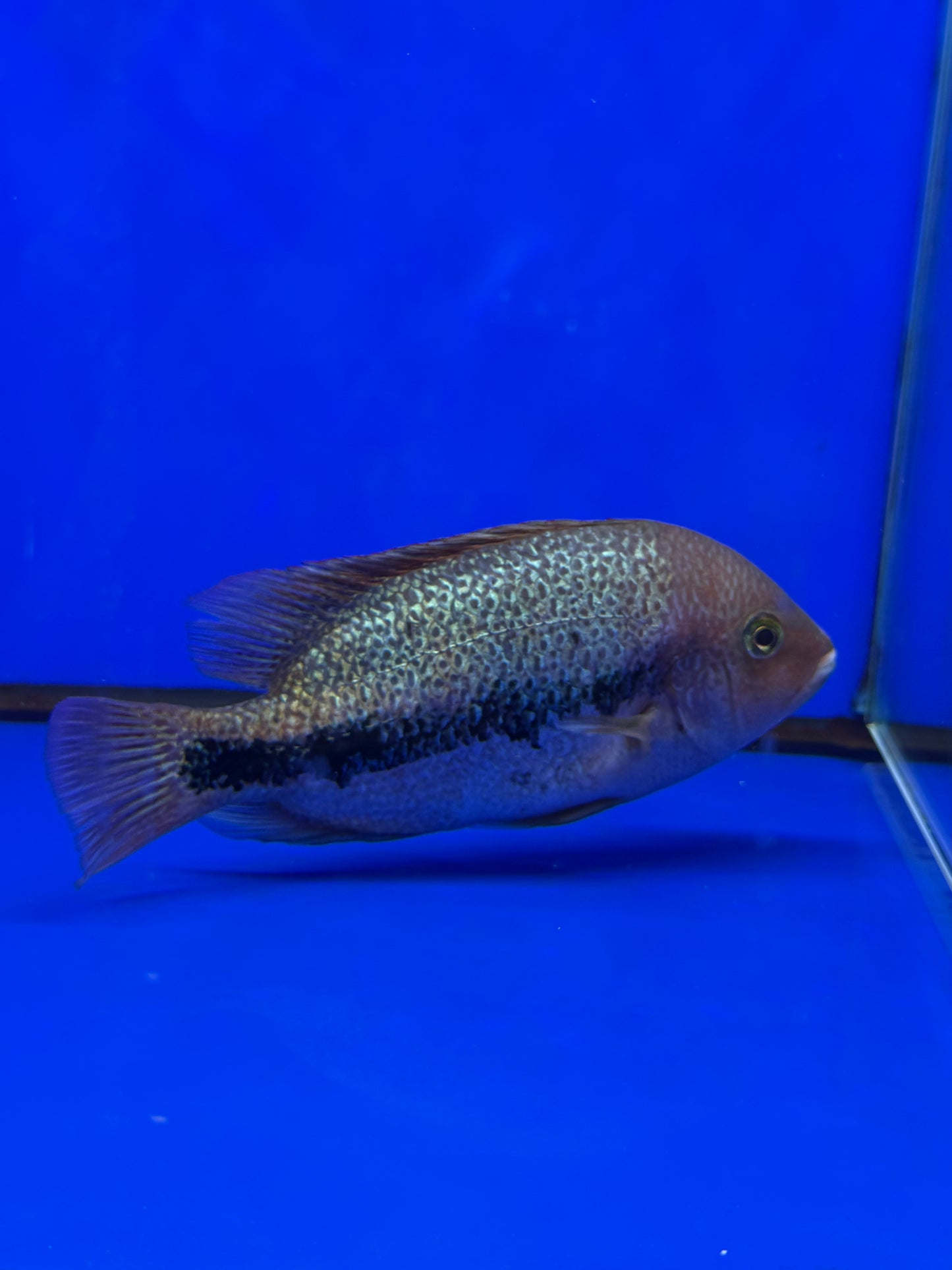 Vieja Fenestratus Cichlid