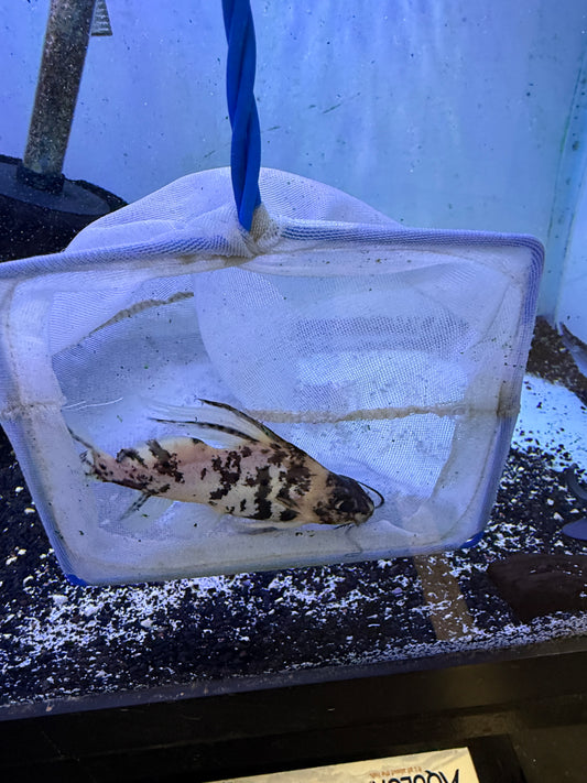 Marbled Featherfin Catfish (Synodontis Eupterus)