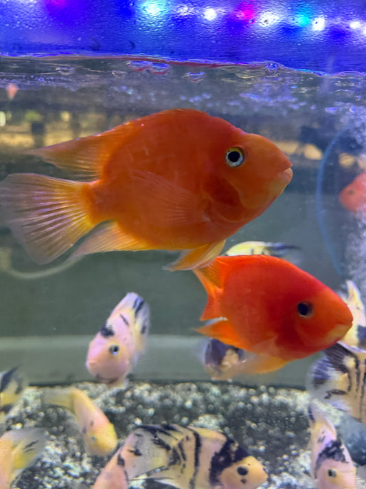 Parrot Cichlid