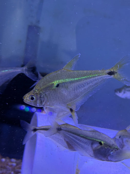 Glass Headstander (Charax Gibbosus)