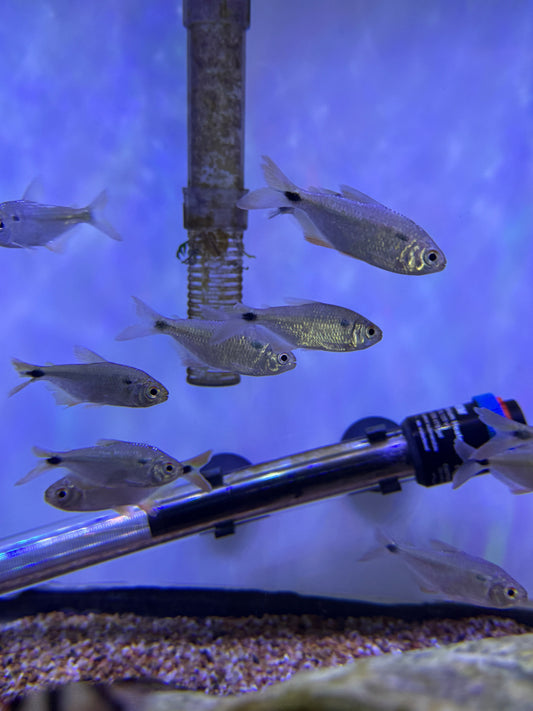 Twospot astyanax (Astyanax bimaculatus)