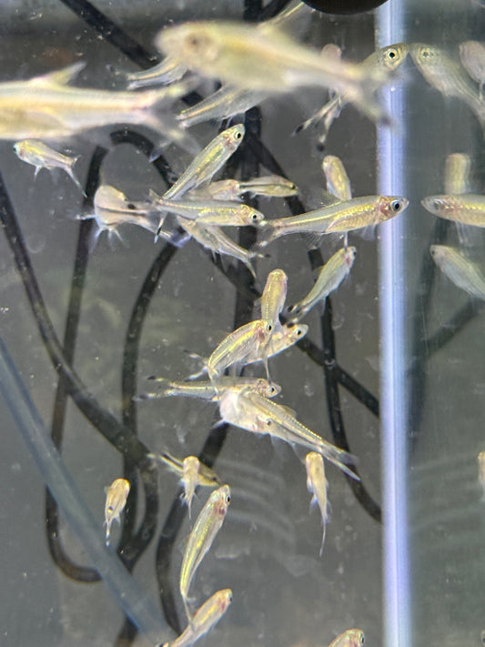 Scissors Tail Rasbora