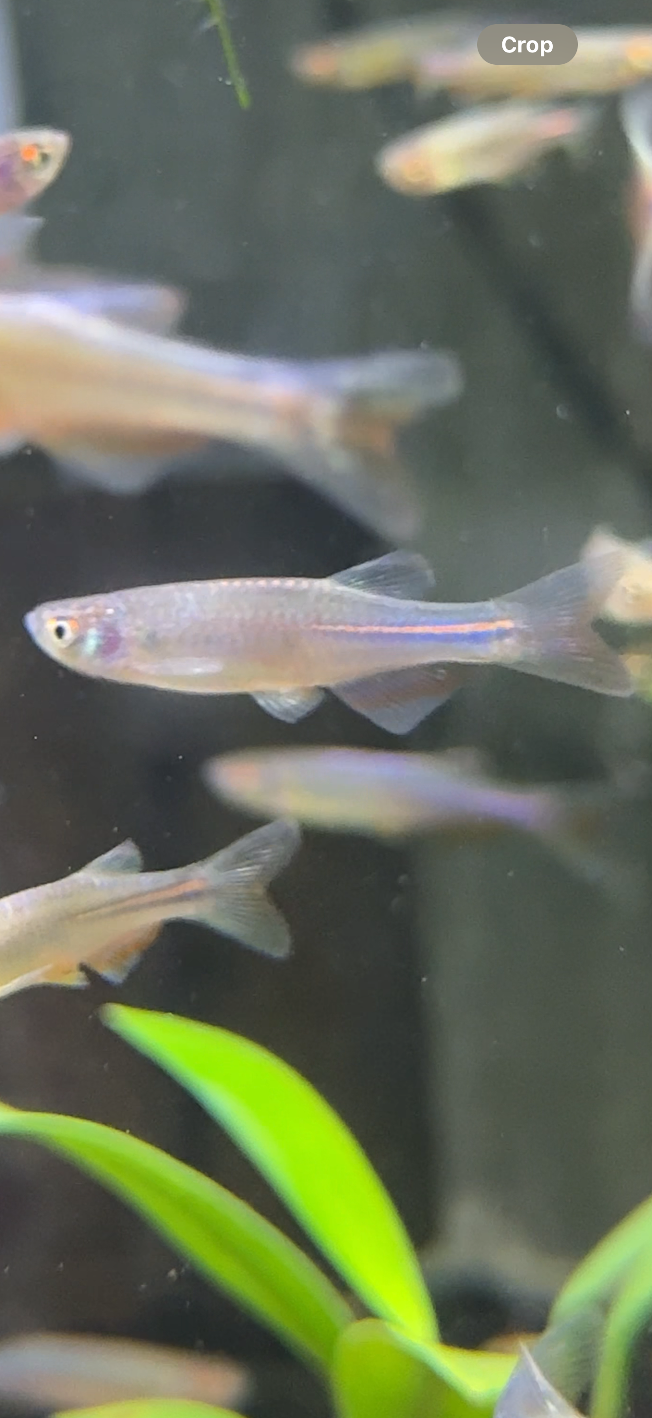 Pearl Danio