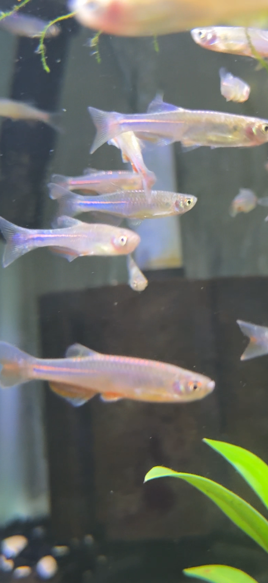 Pearl Danio