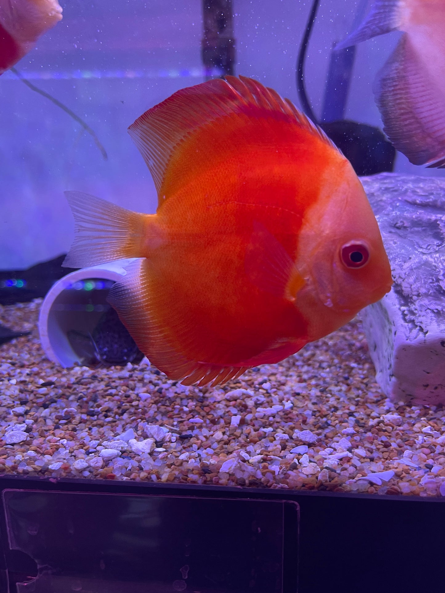 Fiji Red Discus