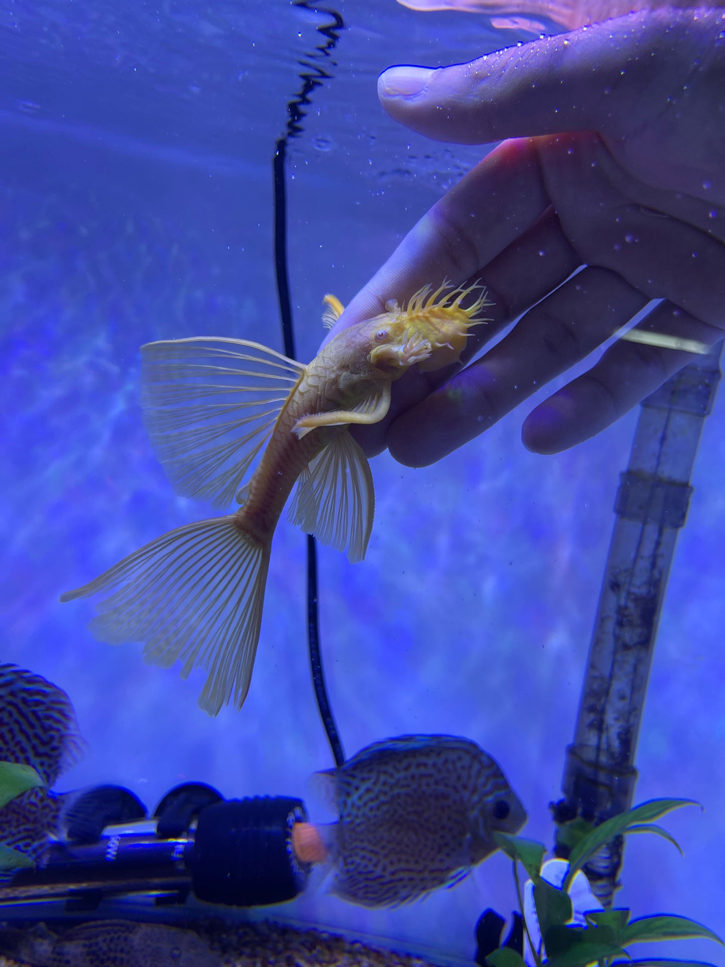 Albino Long Fin Bristle / Bushy Nose Pleco