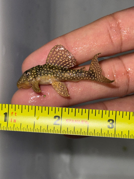 Fine Spot Angelicus Pleco – (Hypancistrus sp. L136c)