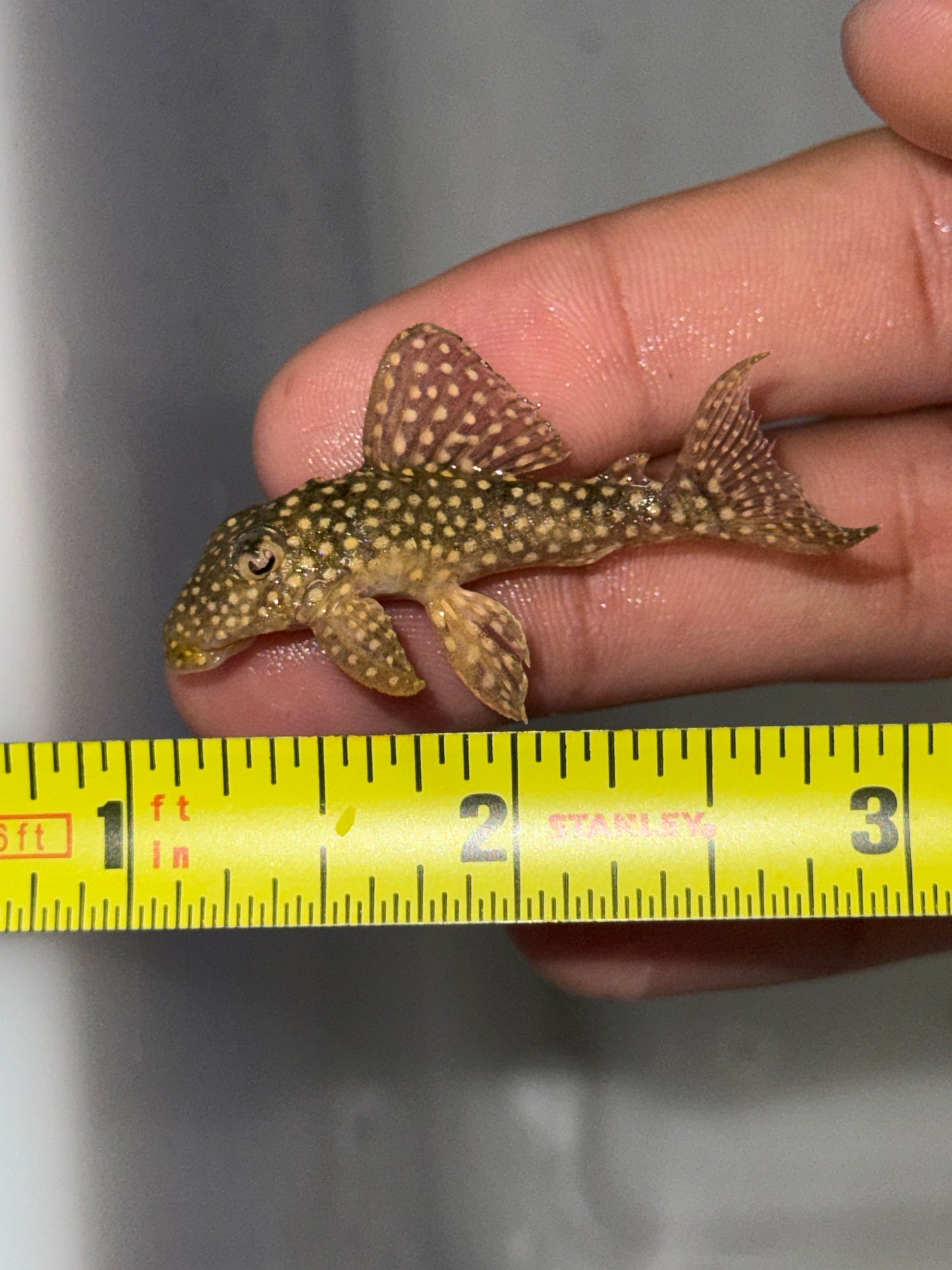 Fine Spot Angelicus Pleco – (Hypancistrus sp. L136c)