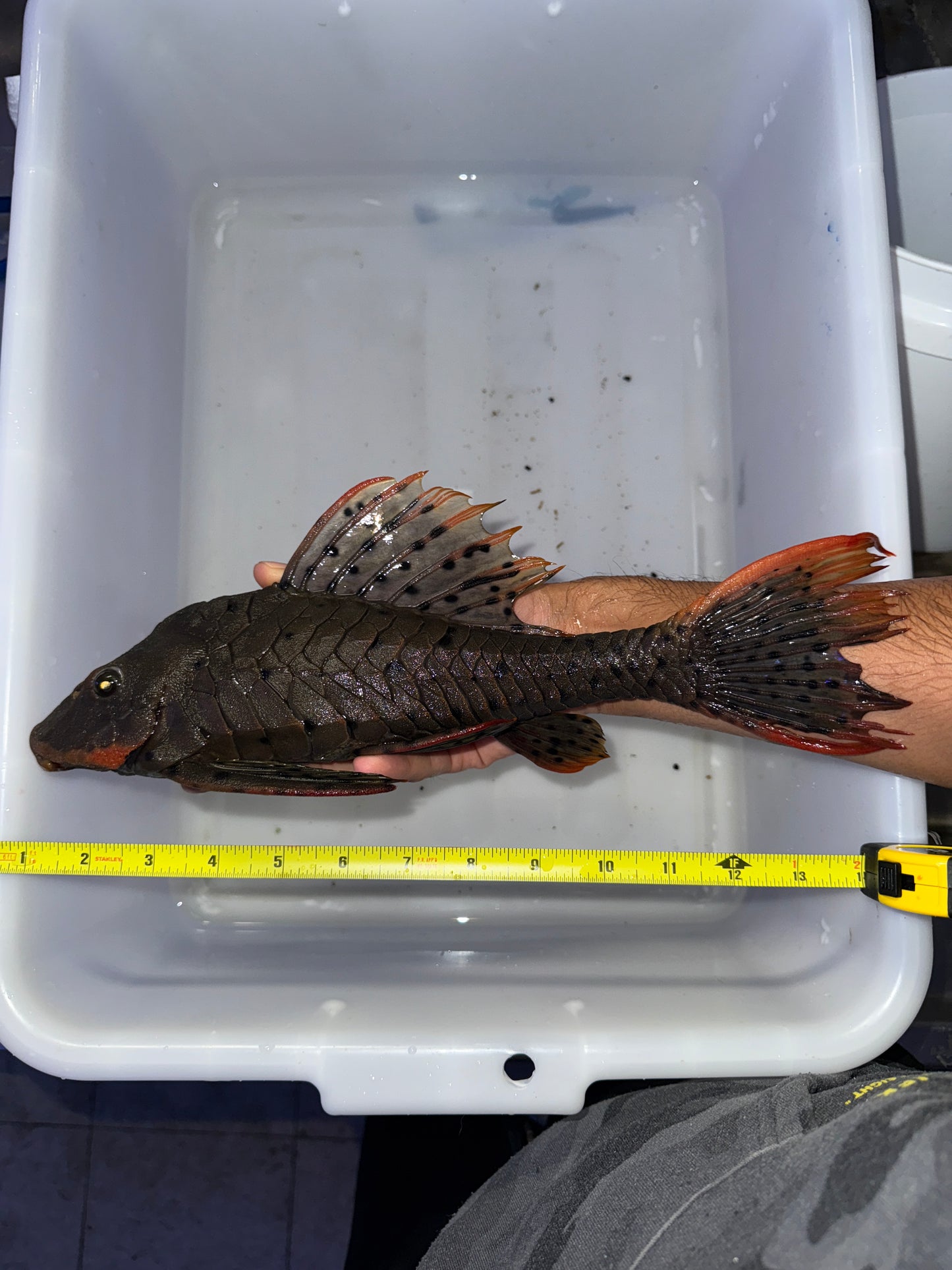 L095 Orange Cheek Pine cone Pleco