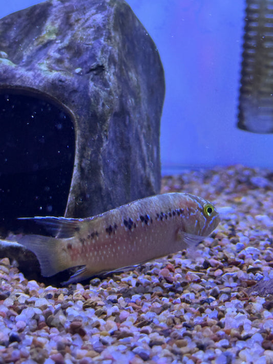 Ivanacara adoketa ( = Nannacara a.) Zebra Acara Wild Brazil