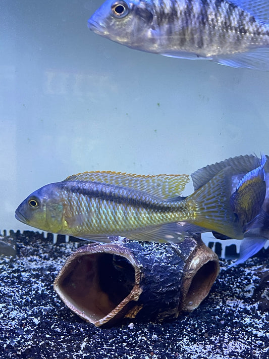 Buccochromis rhoadesii Yellow Striped Back Hap