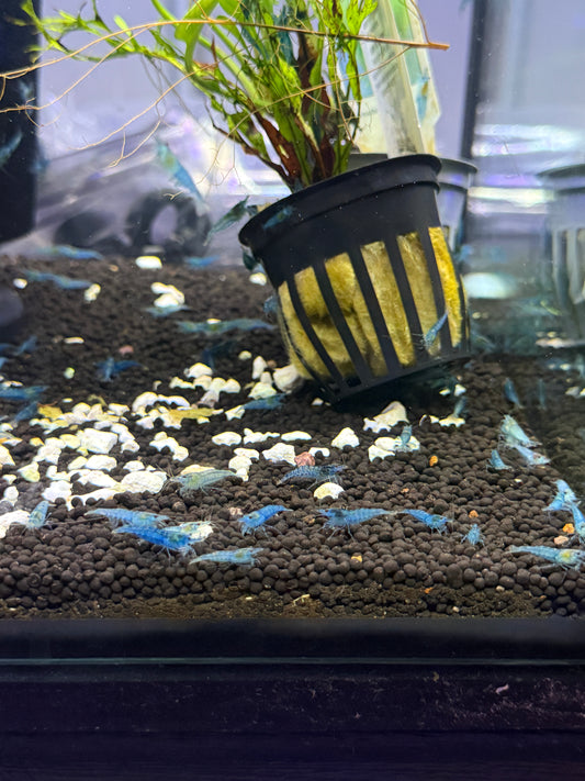 Blue Jelly Shrimp Neocaridina davidi