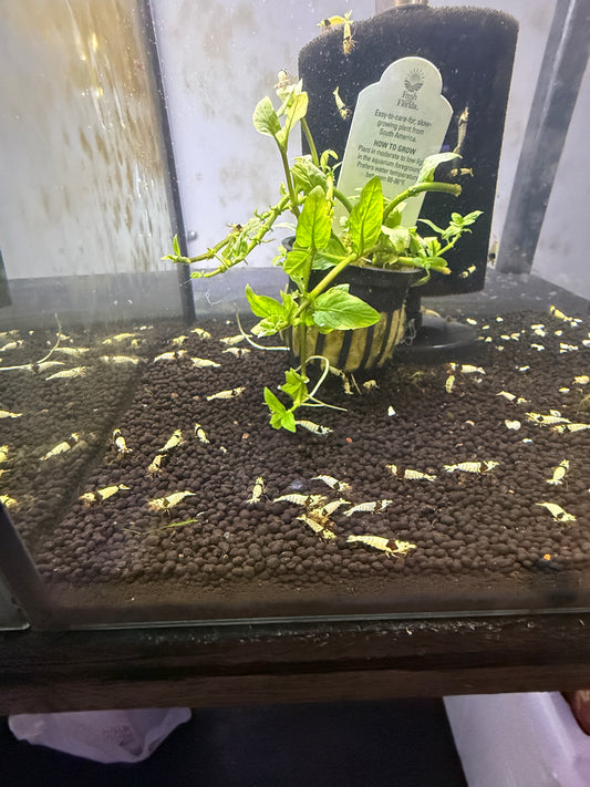 Crystal Black Shrimp